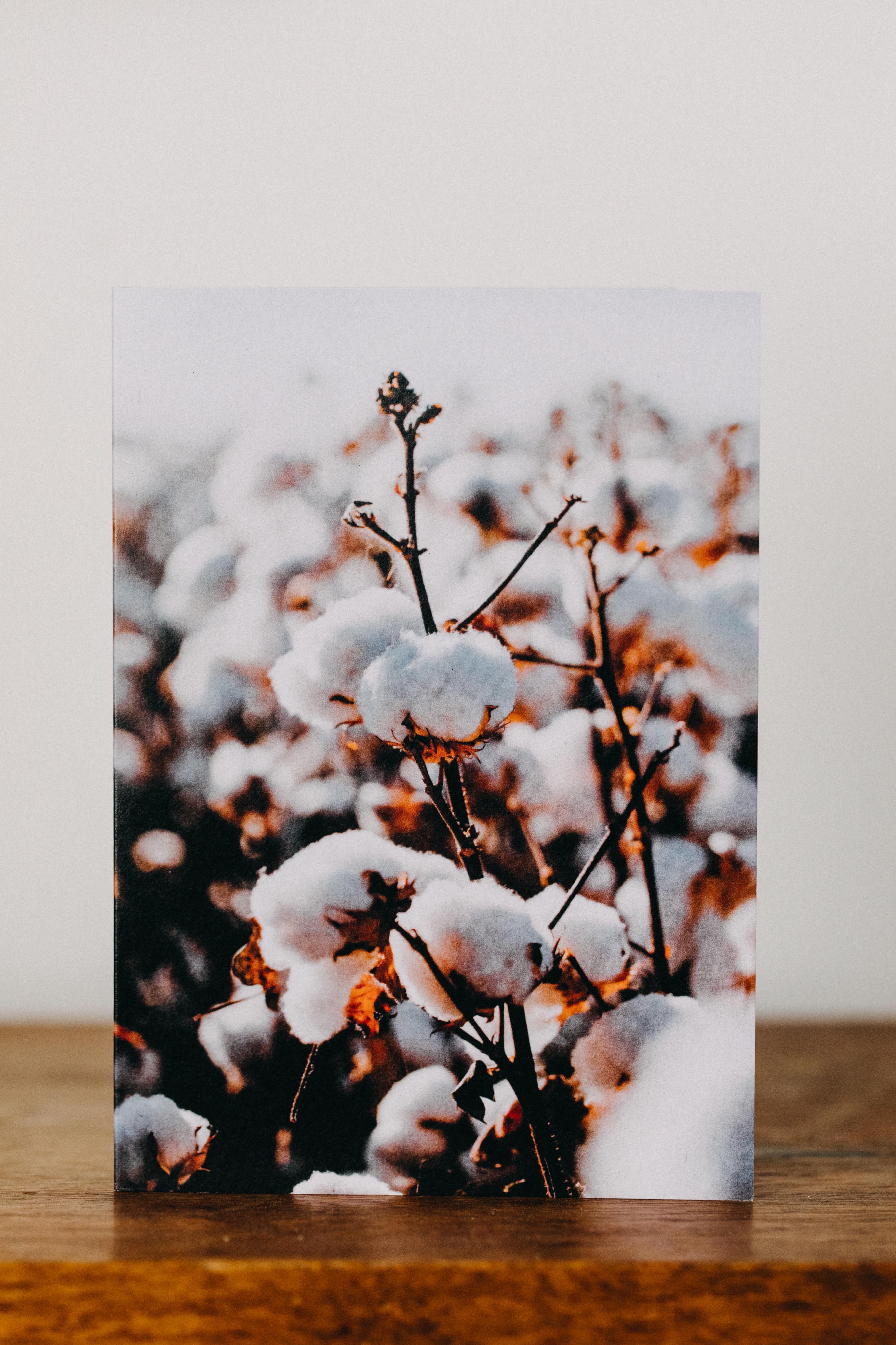 Australian Cotton Greeting Card