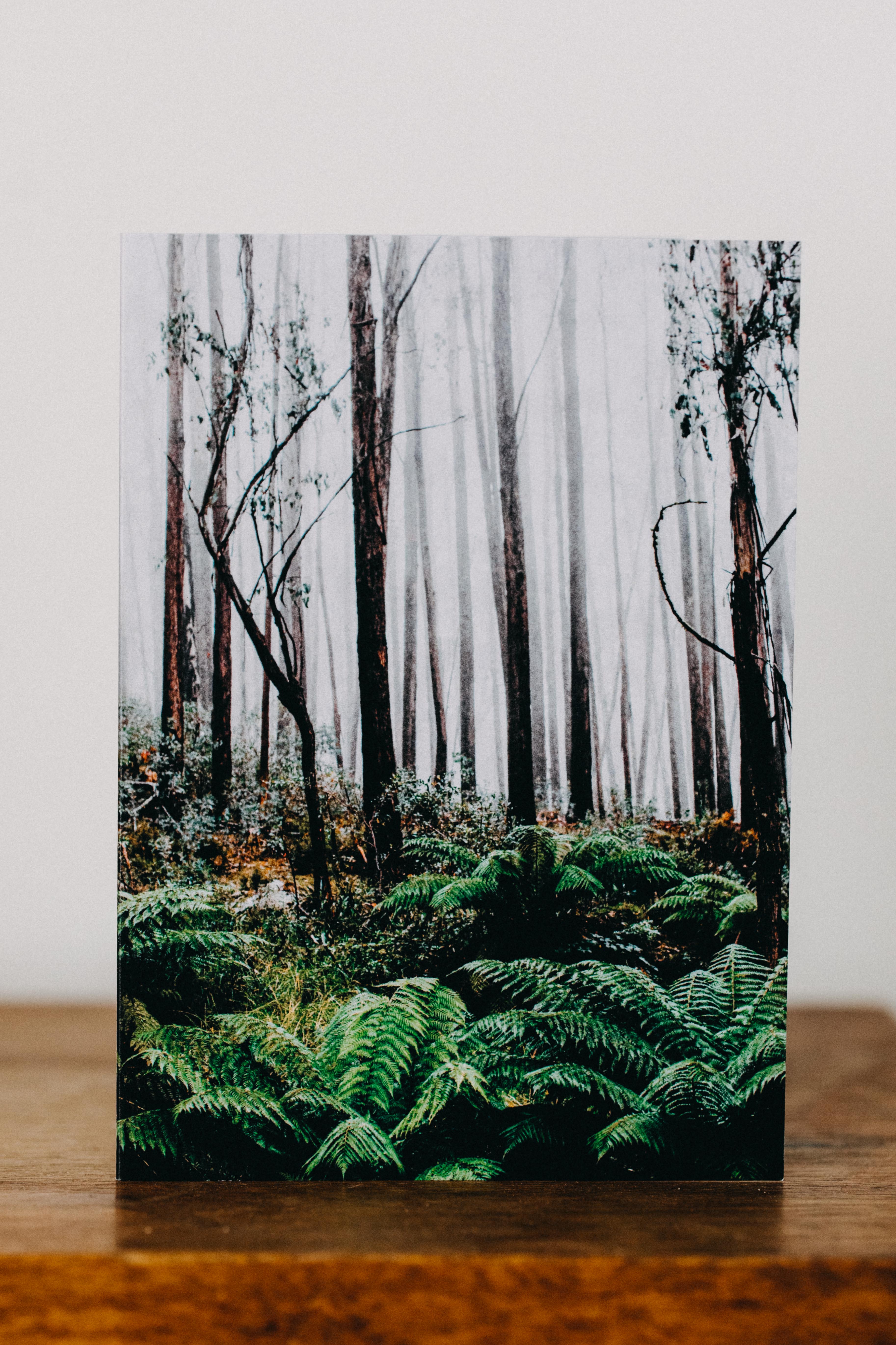 Foggy Ferns I Greeting Card
