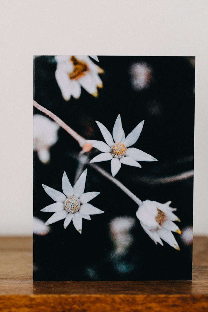 Australian Flannel Flower Greeting Card