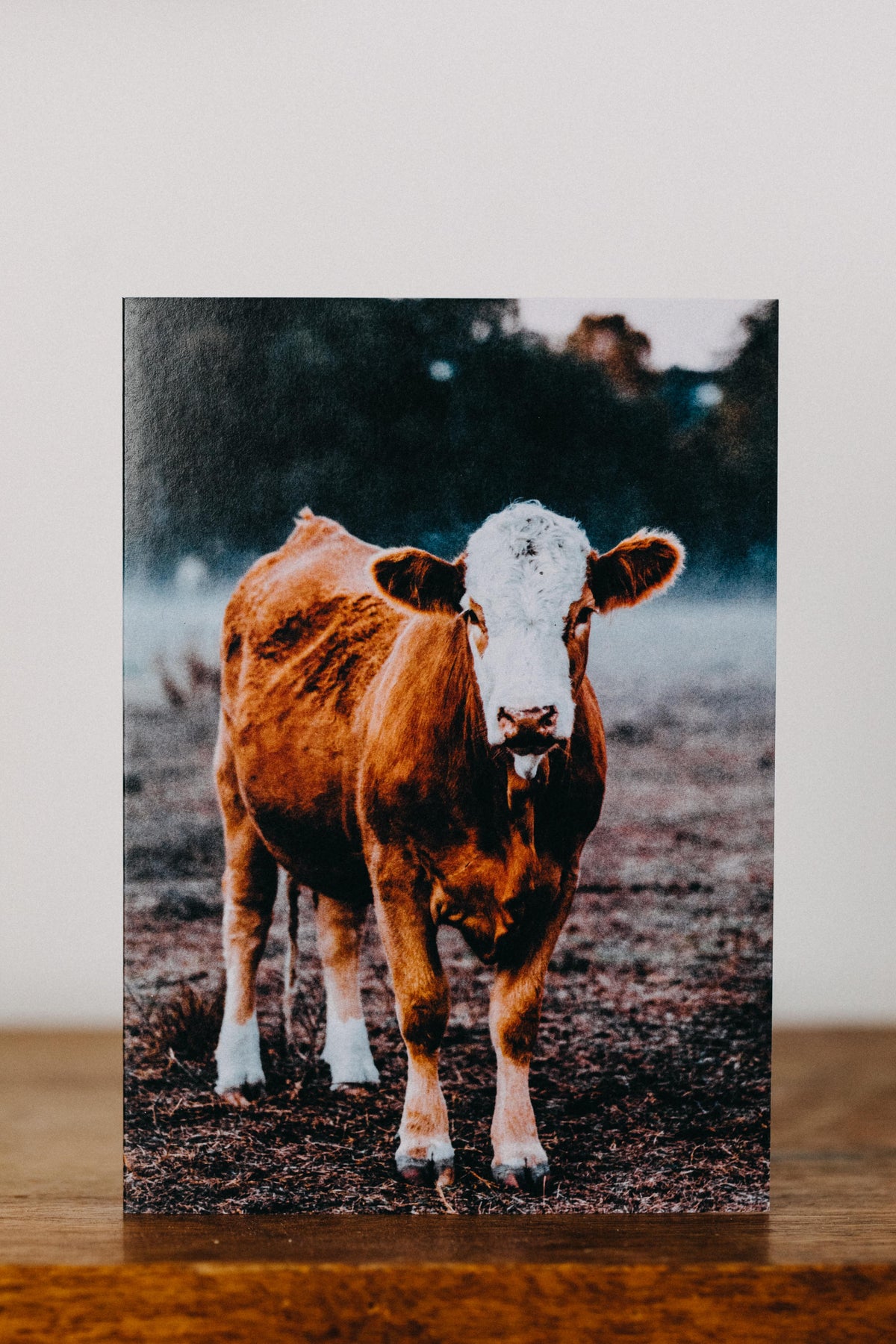 Gundagai Cattle Alfred Greeting Card