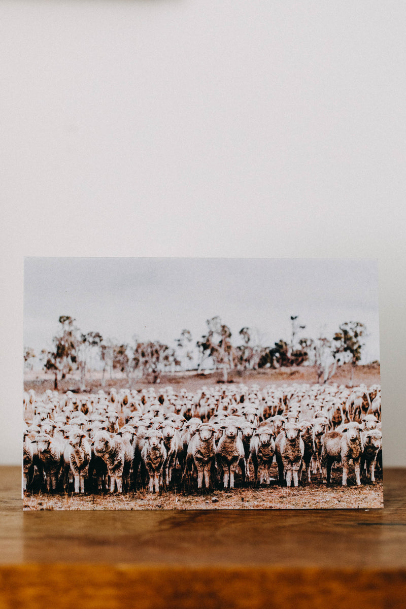 New England Flock of Sheep Greeting Card