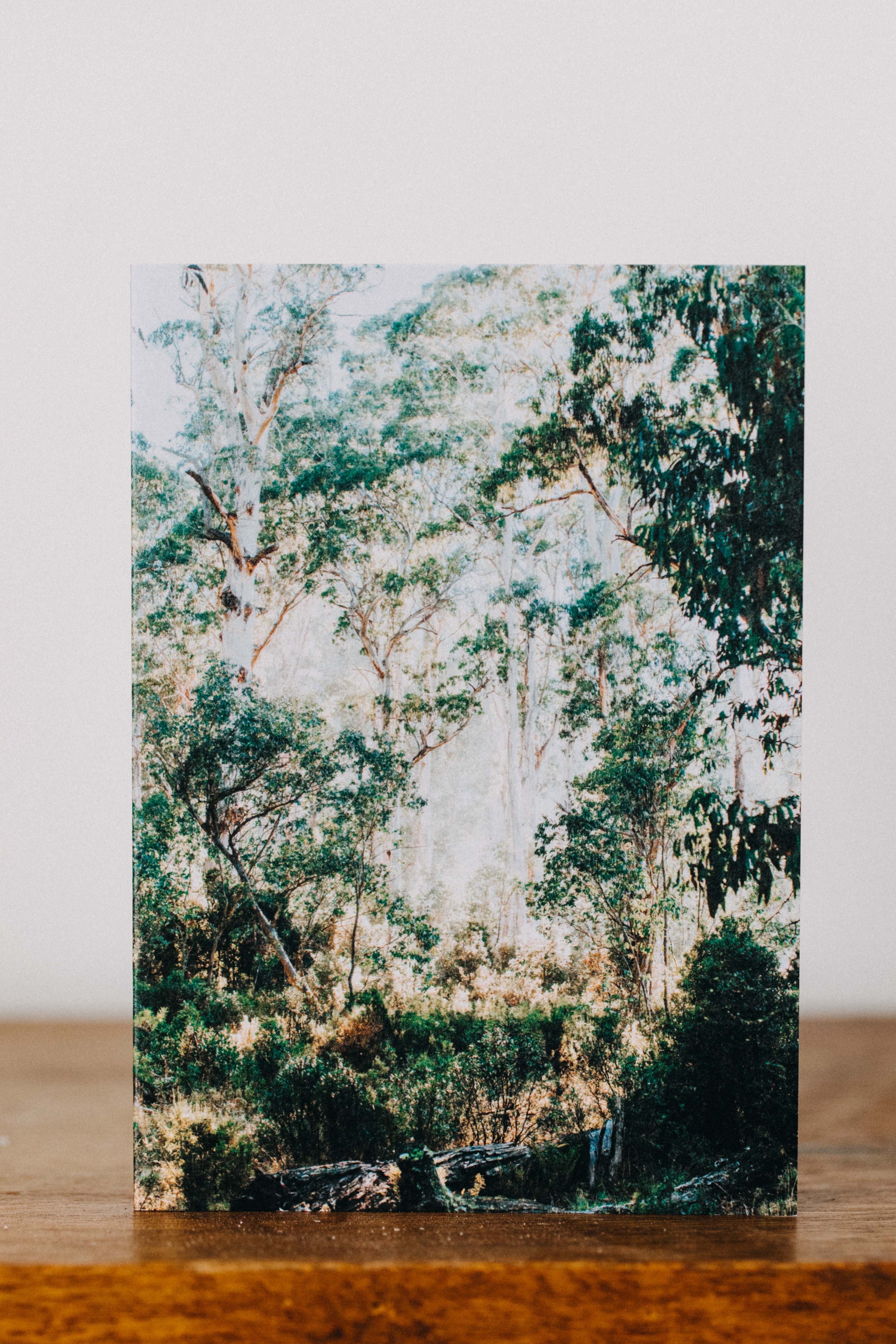 Highland Gumtree Morning Light Greeting Card - Emily O'Brien