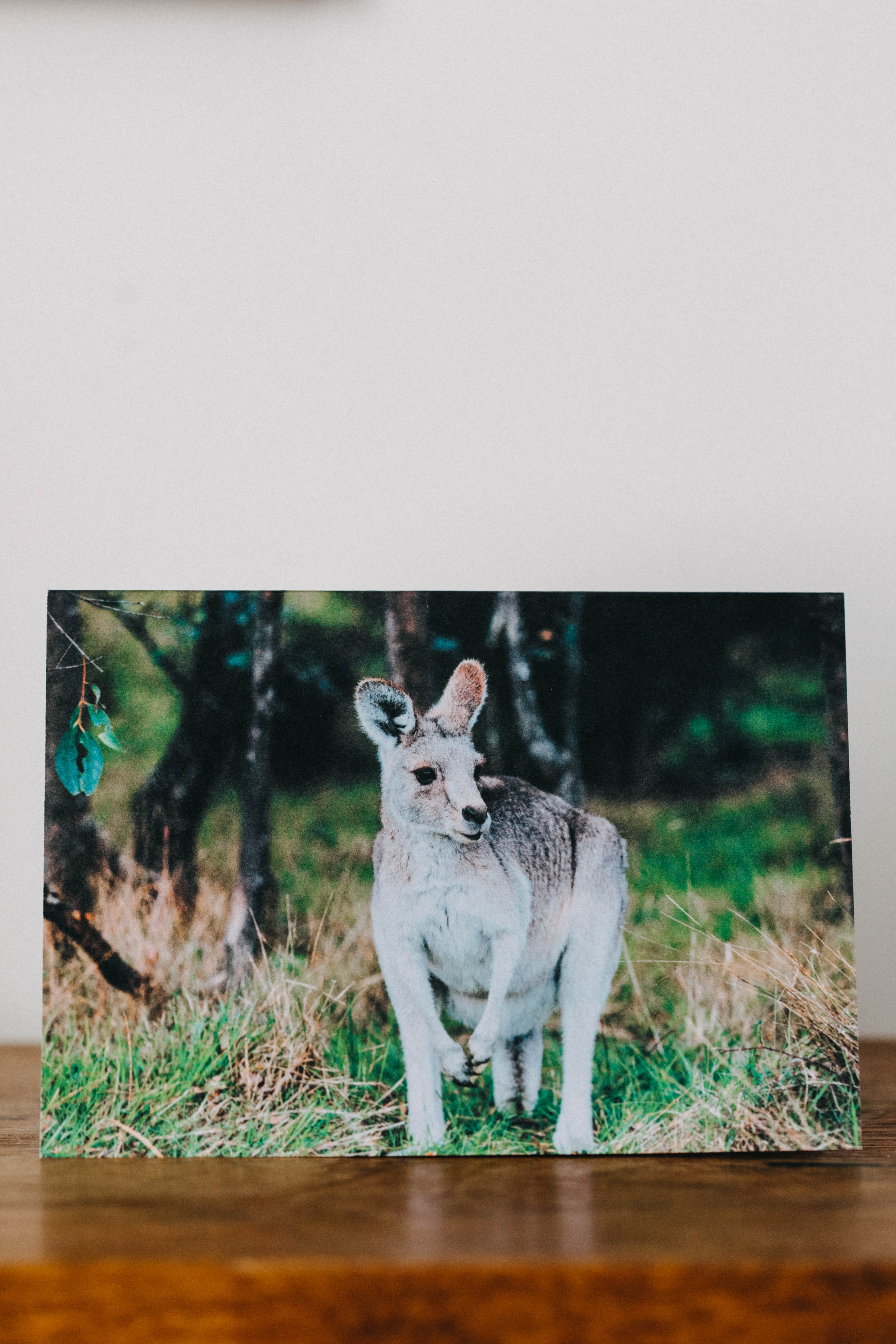 Highland Wild Roo Greeting Card - Emily O'Brien
