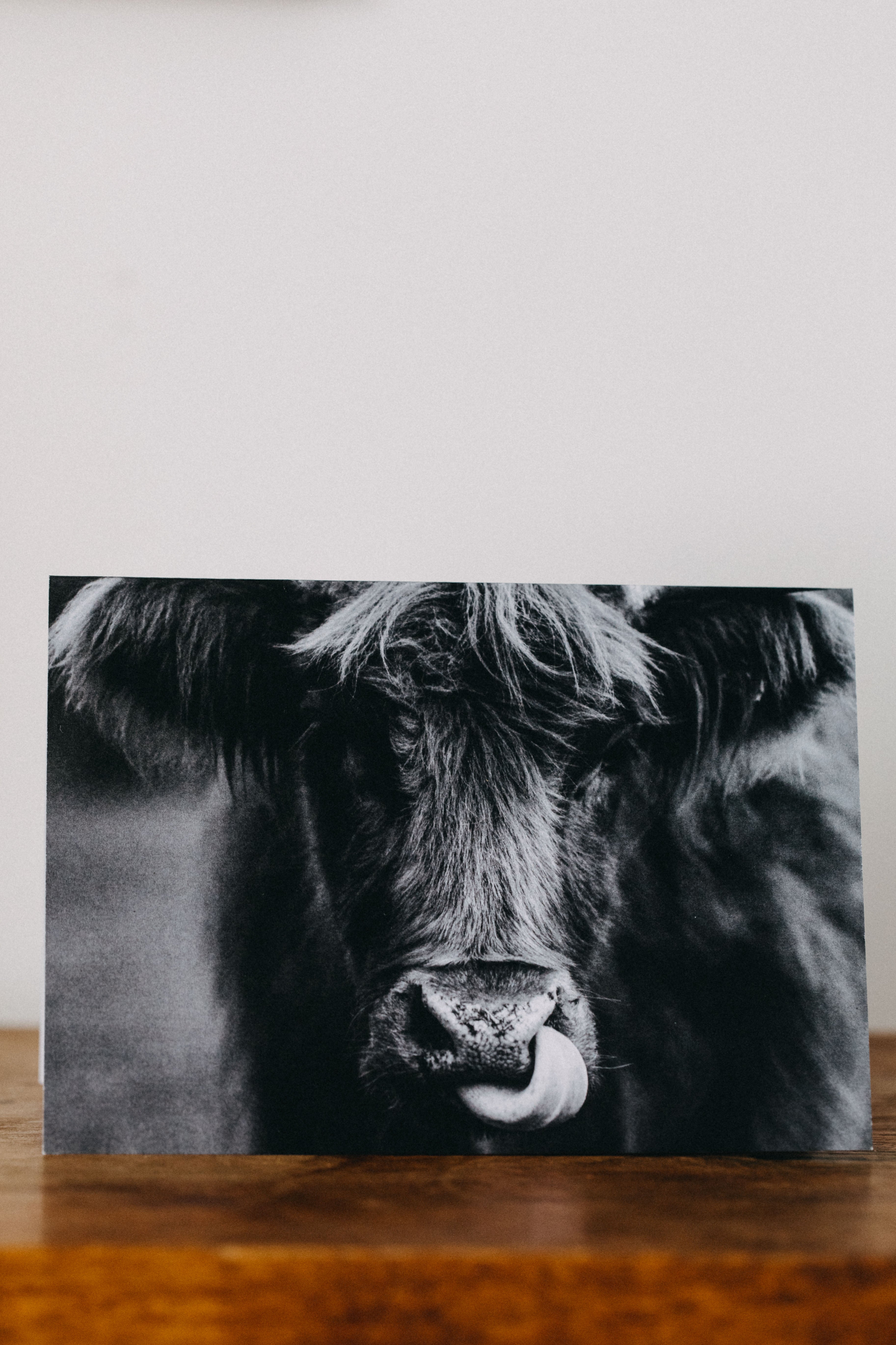 Hewie the Highland Cow Greeting Card