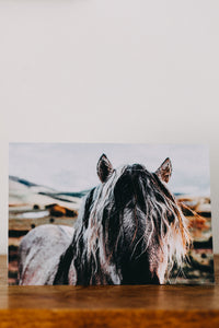 Walter the Horse I Greeting Card