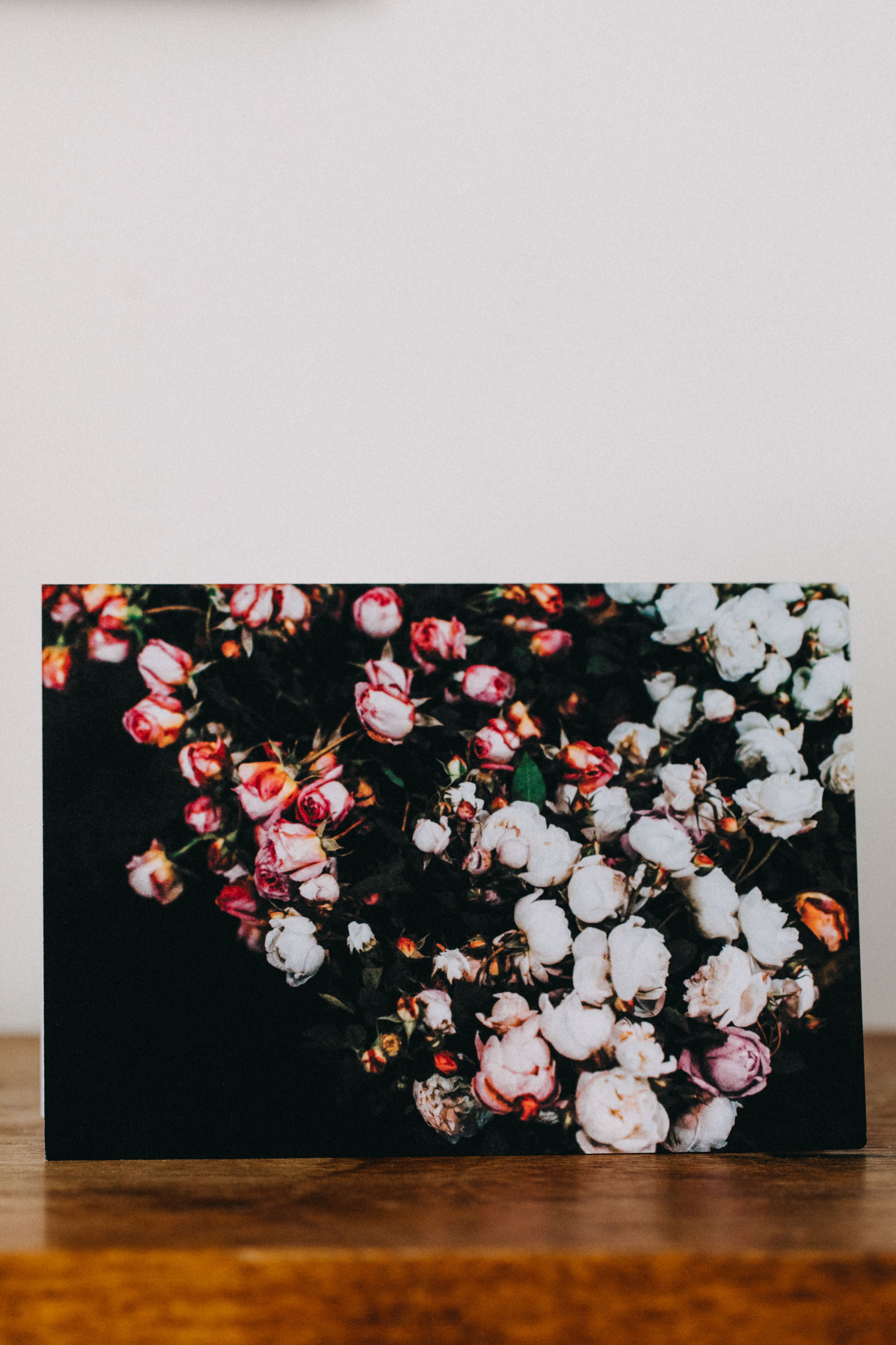 David Austin Roses Greeting Card - Emily O'Brien