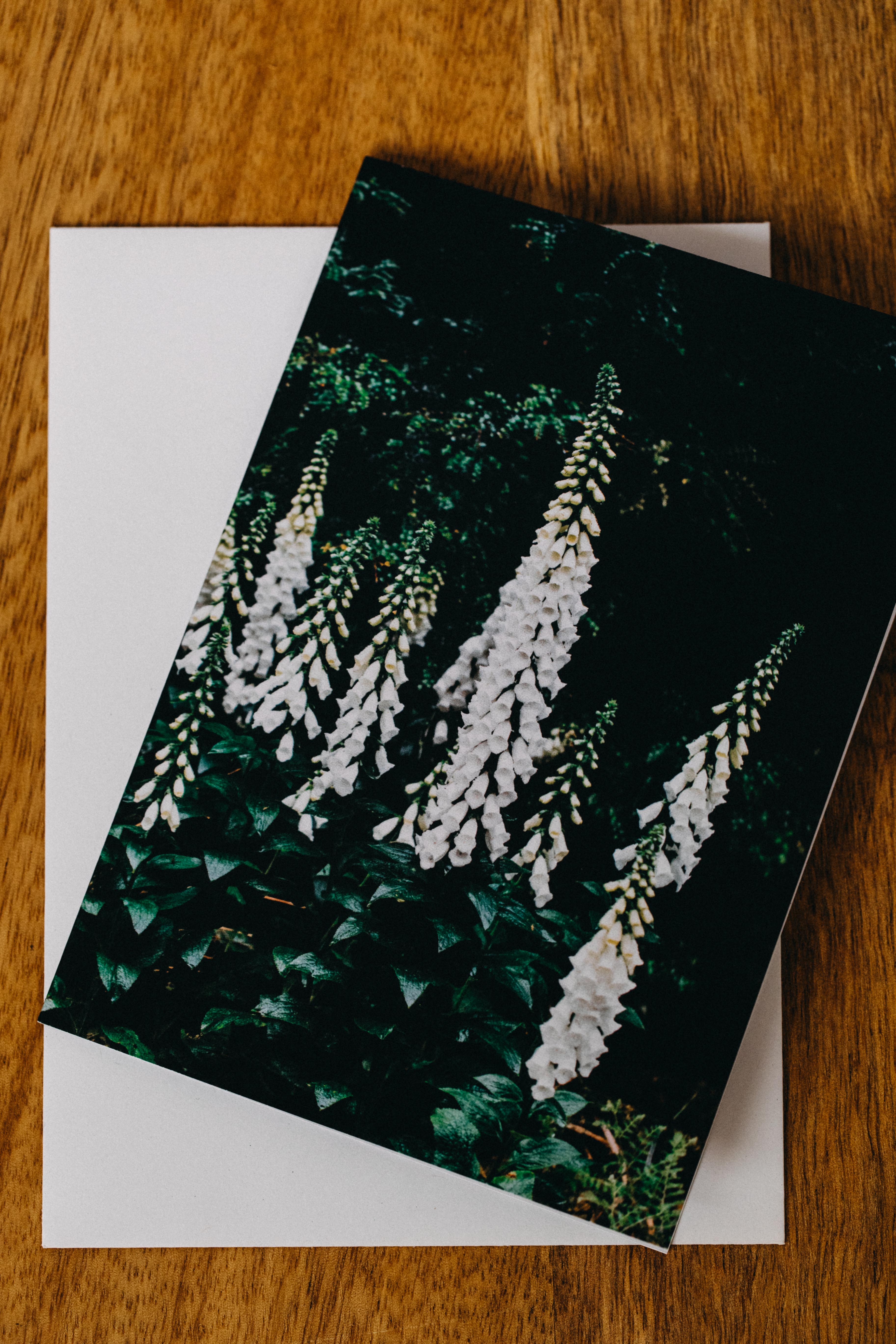 White Foxglove I Greeting Card