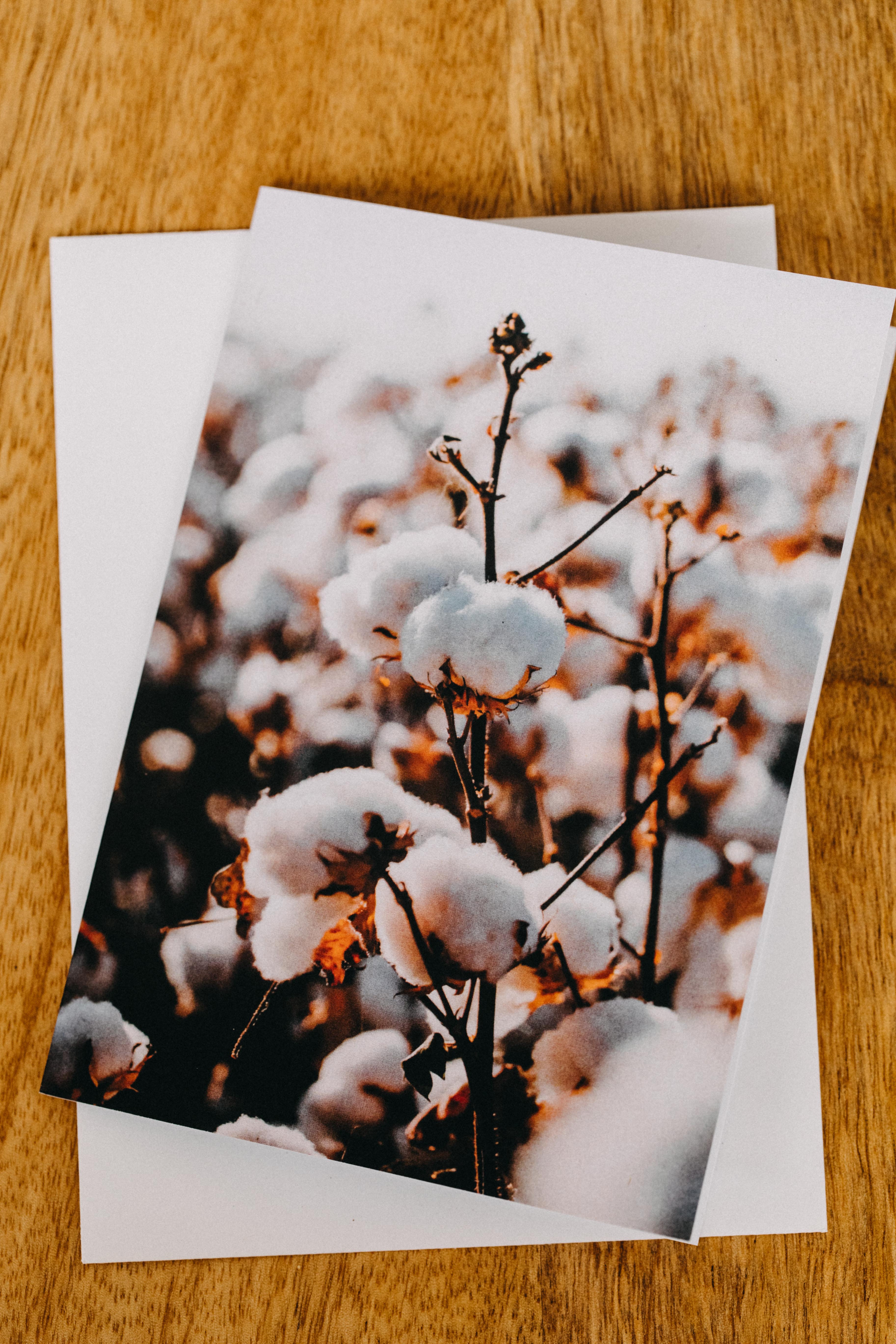 Australian Cotton Greeting Card