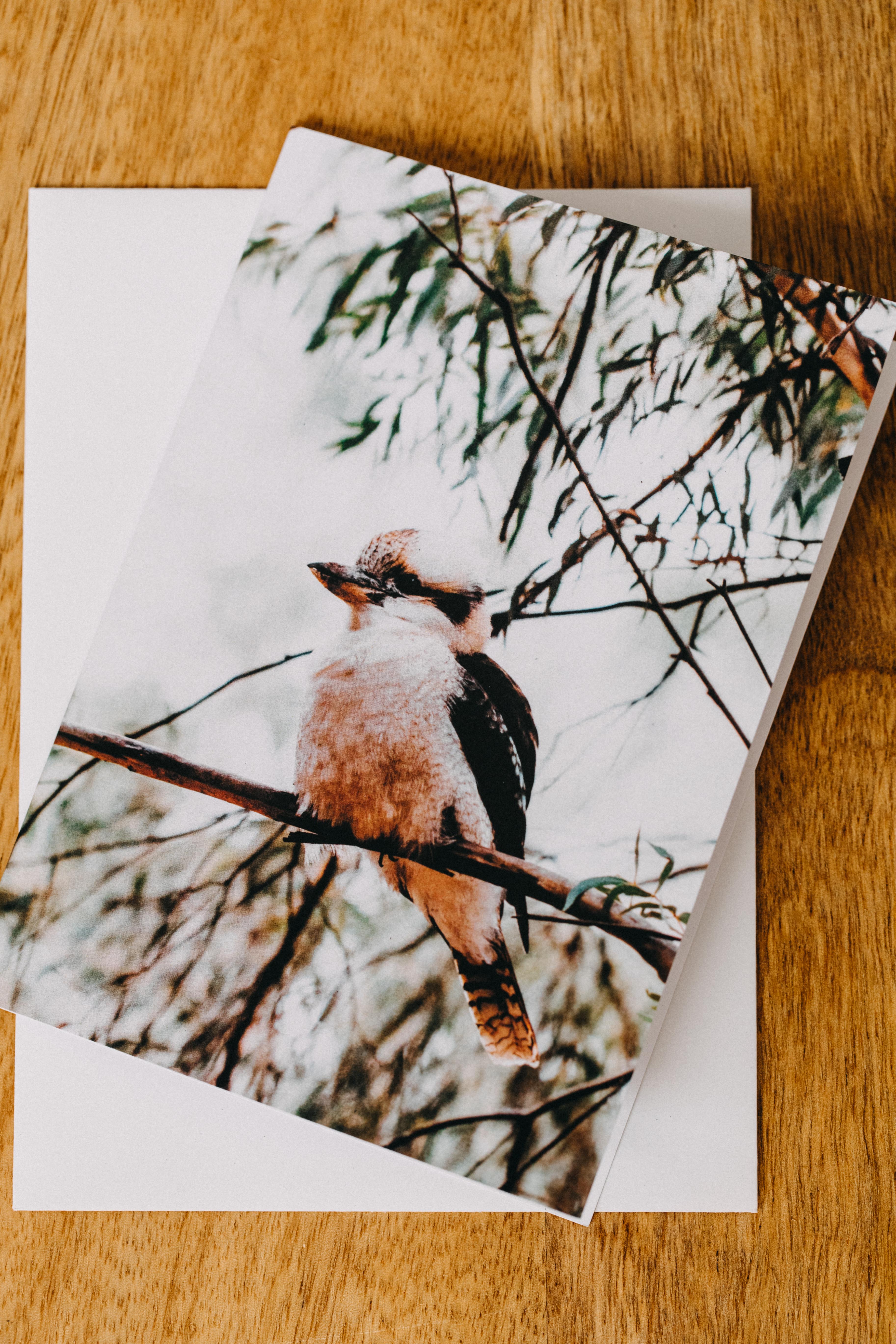 Kookaburra Sitting in the Old Gumtree I Greeting Card
