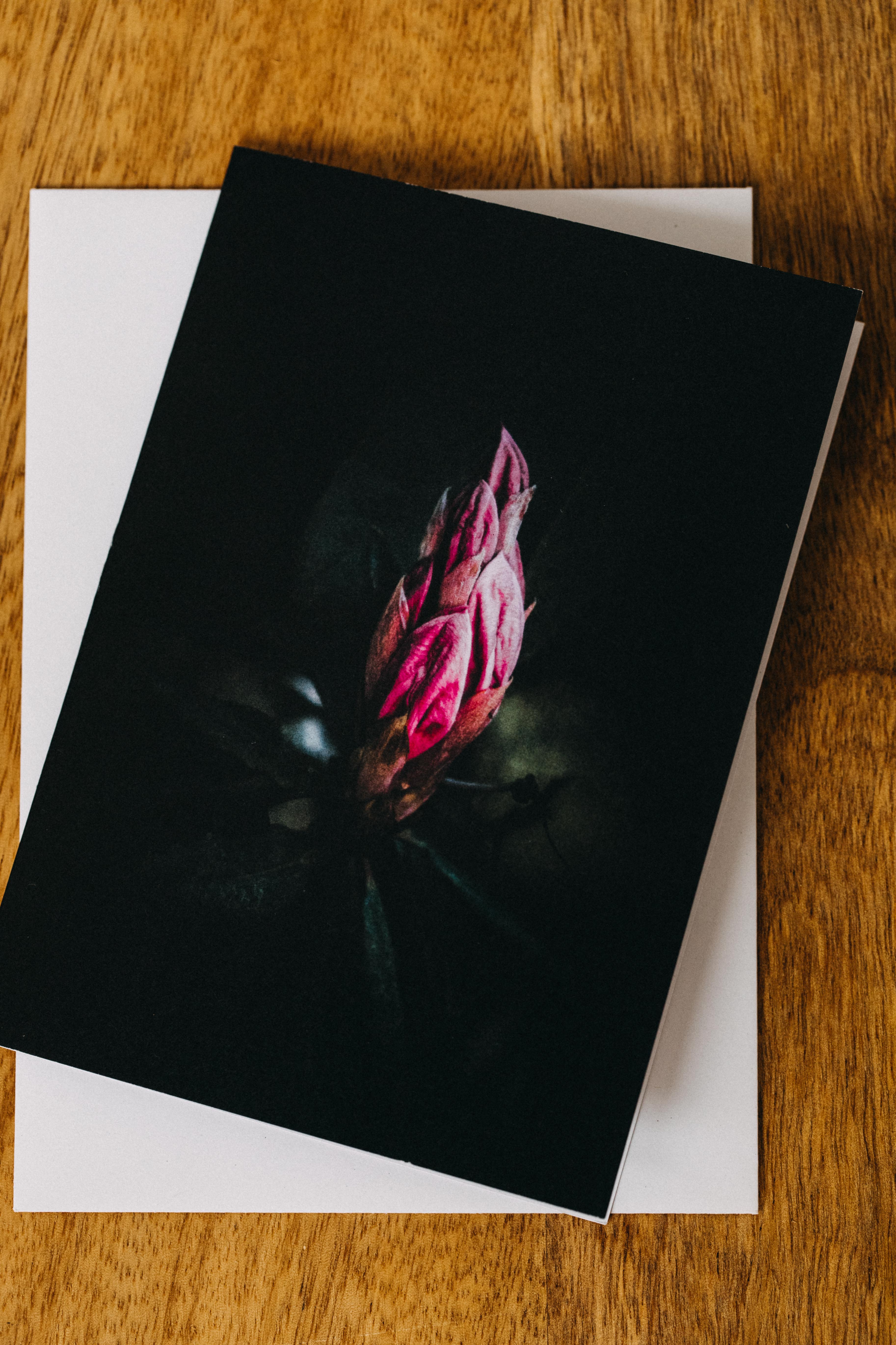 Bud Botanical Greeting Card