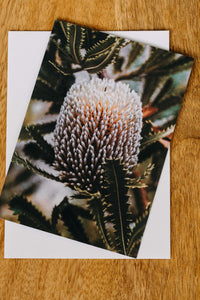 Australian Banksia Greeting Card - Emily O'Brien