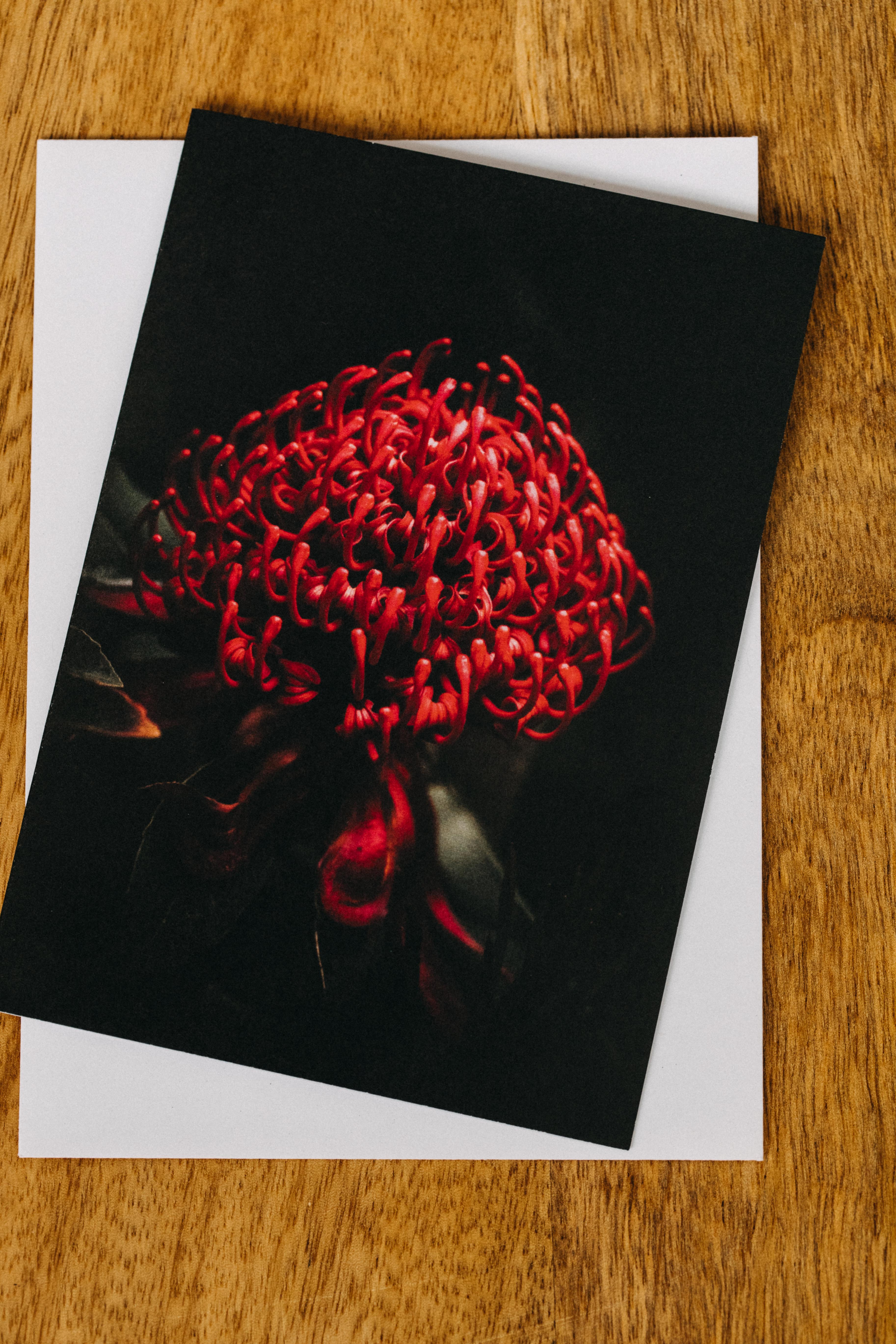 Australian Waratah Greeting Card - Emily O'Brien