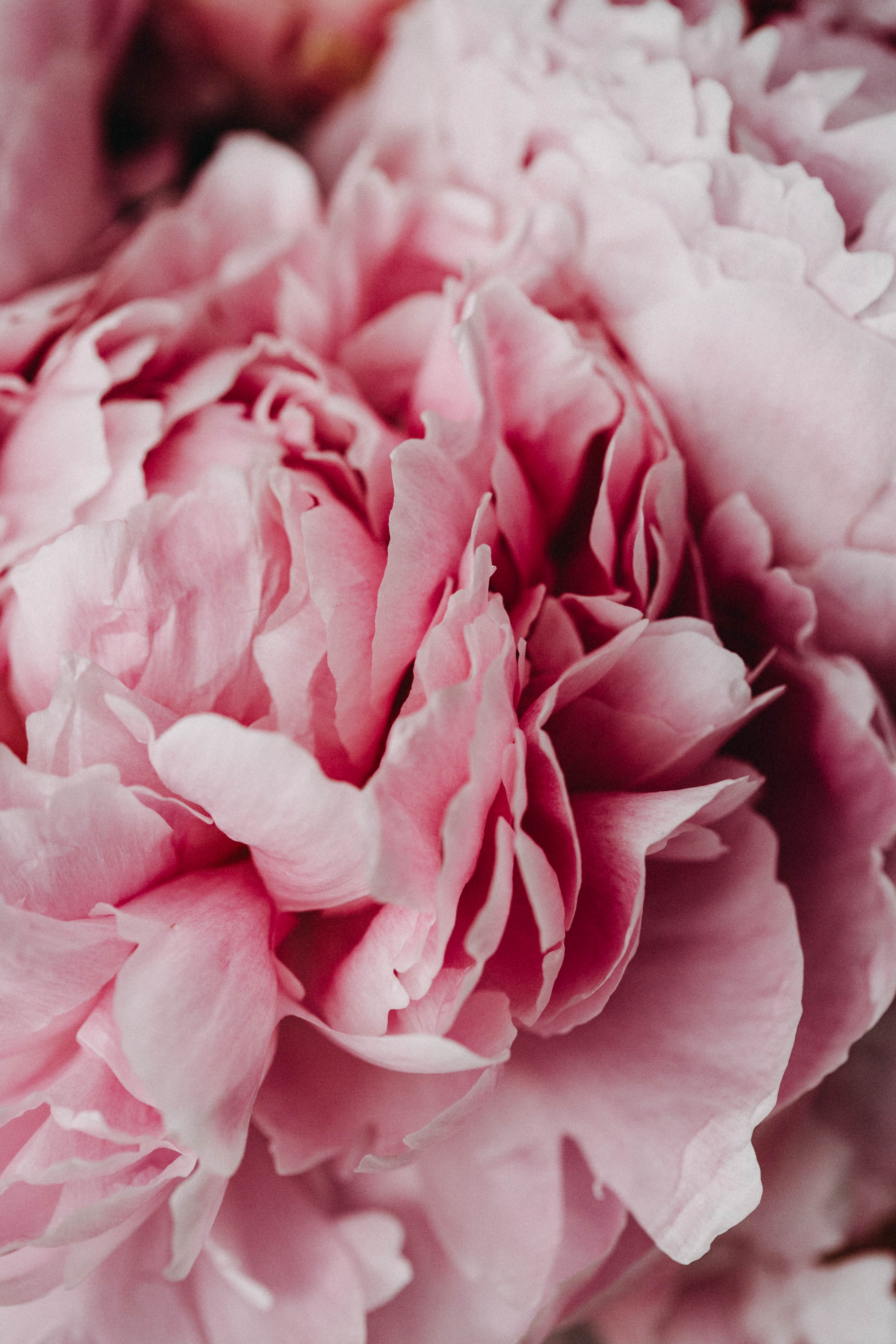 Peony Cluster II Photographic Print - Emily O'Brien
