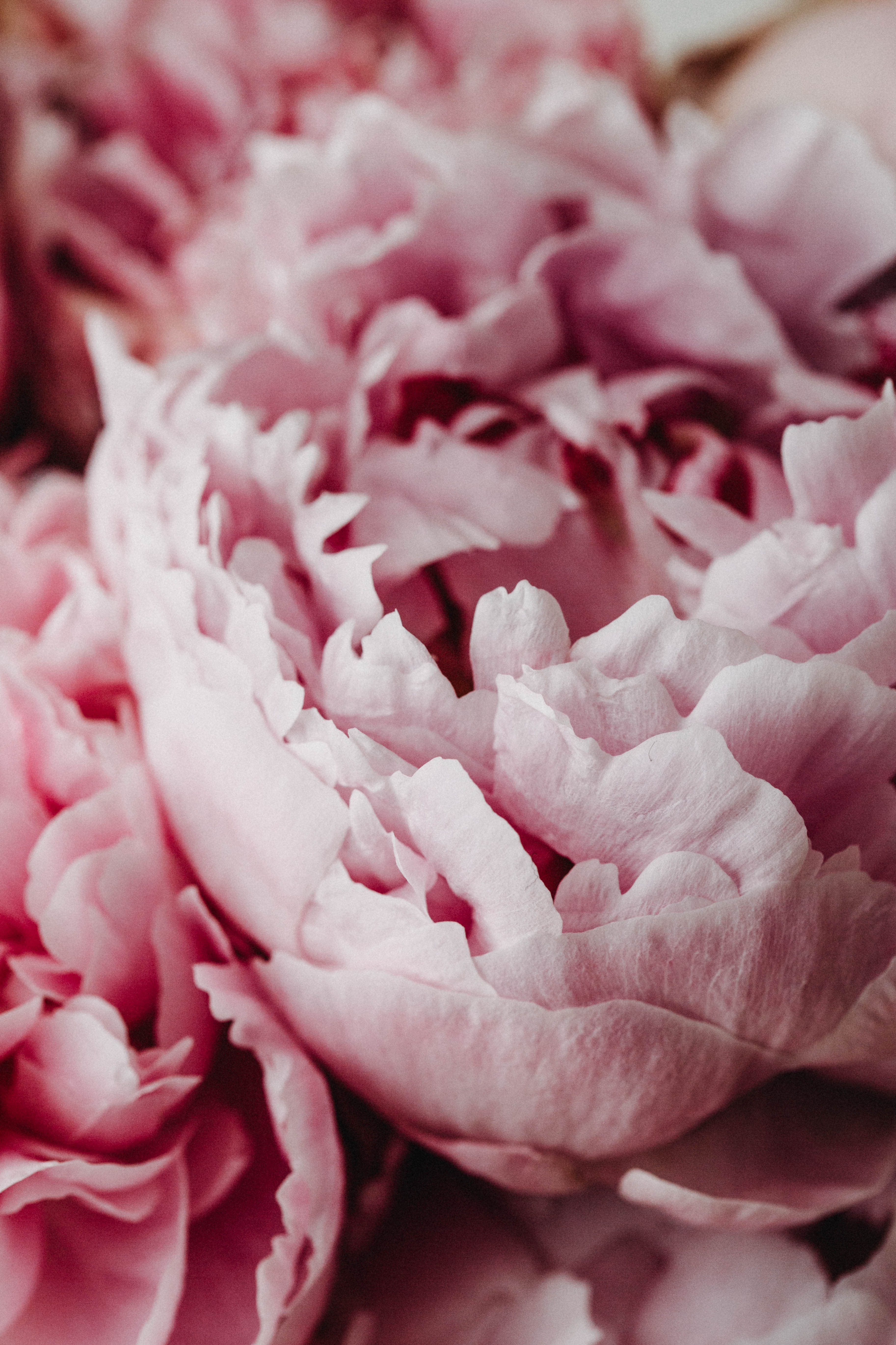 Peony Cluster I Photographic Print - Emily O'Brien