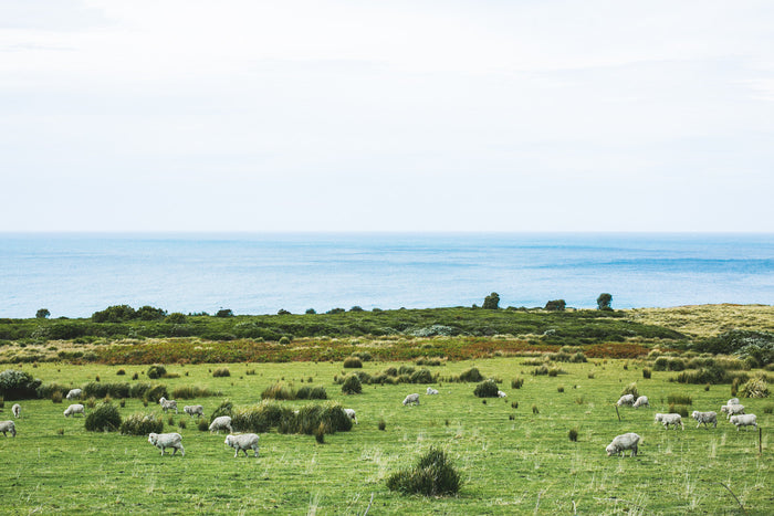 Sheep By The Waves Photographic Print - Emily O'Brien