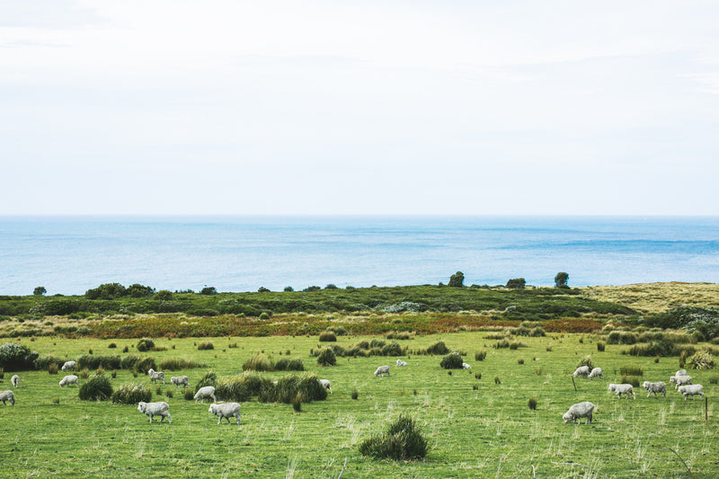 Sheep By The Waves Photographic Print - Emily O'Brien