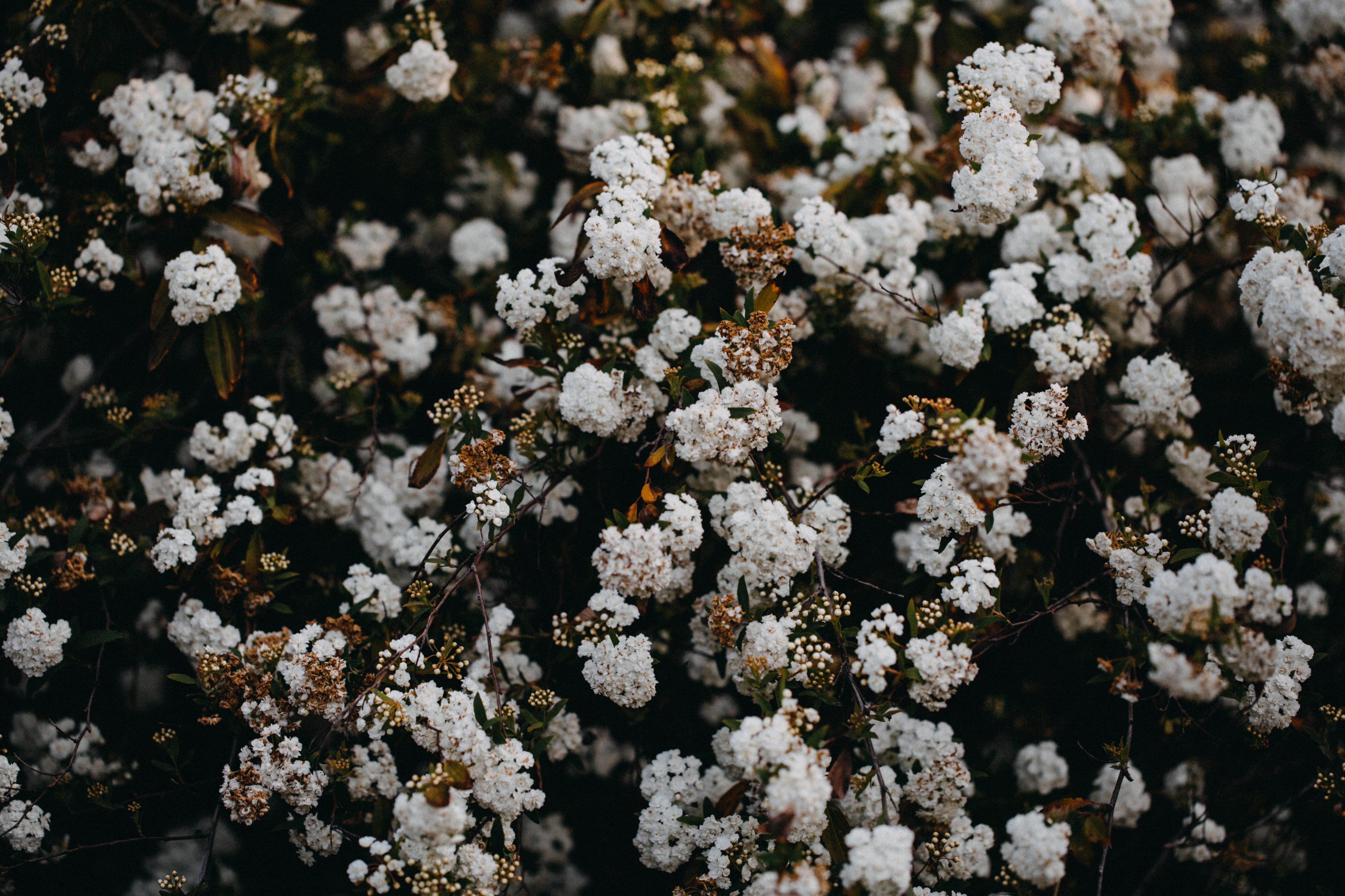 Winter Blossom Photographic Print