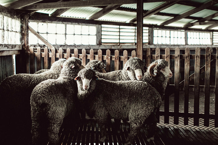 Sheep in Shearing Shed Photographic Print - Emily O'Brien